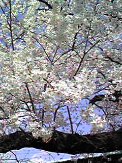 e0119618_13491791.jpg