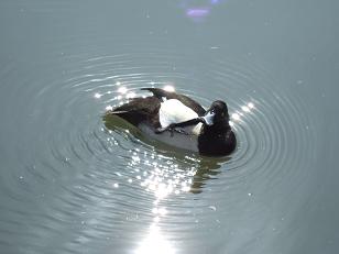 春の六義園ツアー_f0085219_19163255.jpg