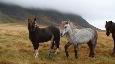 28日、銀座アップル・ストアでアイスランドの大自然を！_c0003620_18401017.jpg