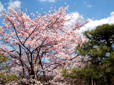 桜を楽しんで二松学舎大学展望レストランで食事をしました。_e0047322_231850100.jpg