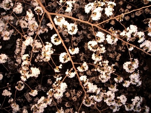 e0047322_2319477.jpg