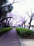 オレンジピール。_a0026127_18541528.jpg