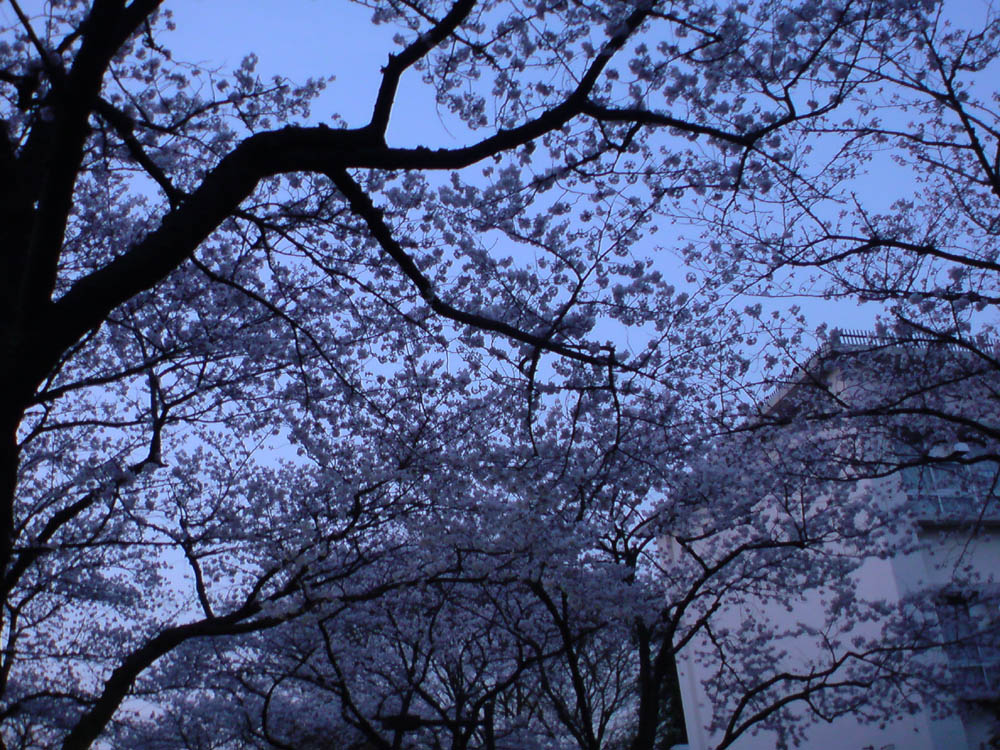 c0117831_20233932.jpg