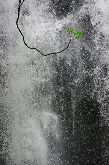 雨季真っ只中クィーンズランド　Ｋ２０Ｄ撮りおろし_f0050534_2293941.jpg