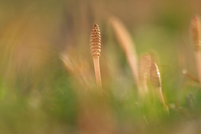 c0067040_21531712.jpg