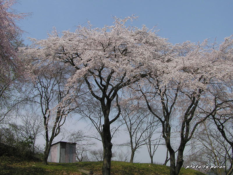 大阪市立大学付属植物園の３月の植物_c0137342_19383018.jpg