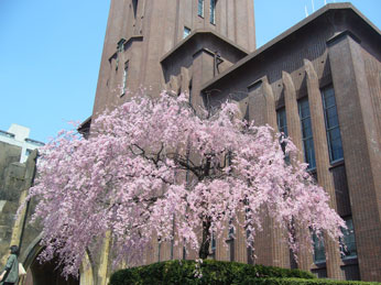 桜／安田講堂あたり_f0130642_1922238.jpg