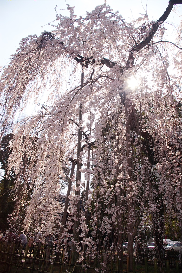 伏姫桜　2008_b0061343_22244533.jpg