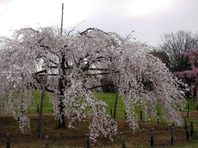 f0034444_25444.jpg