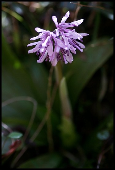 ショウジョウバカマ 野草風薫 ショウジョウバカマ 野草風薫