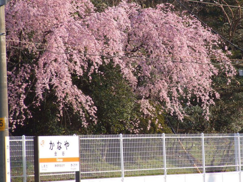 ｊｒ金谷駅界隈の桜 どうすりゃ いいだかしん 金谷駅前通り活性化プロジェクト