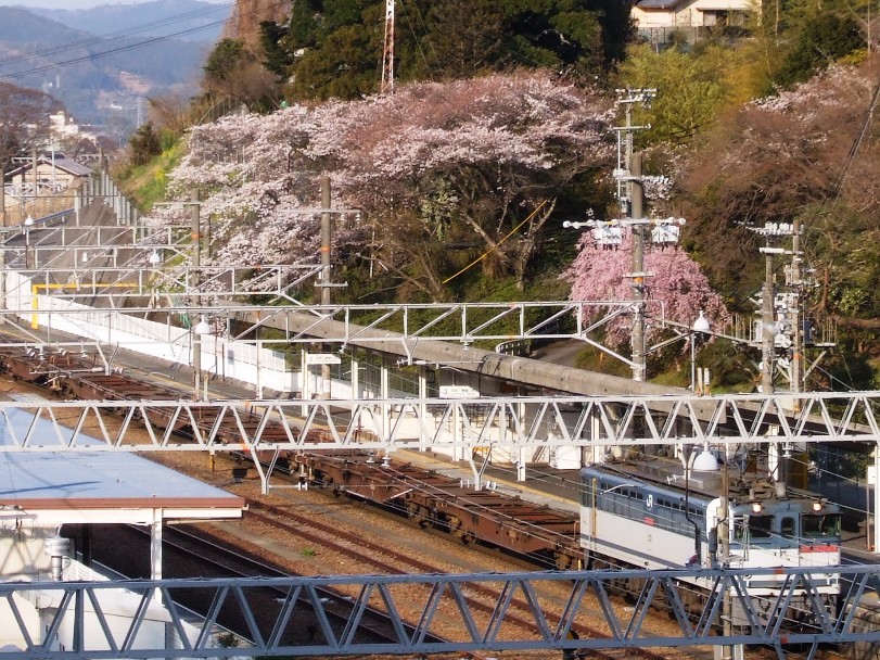 ｊｒ金谷駅界隈の桜 どうすりゃ いいだかしん 金谷駅前通り活性化プロジェクト