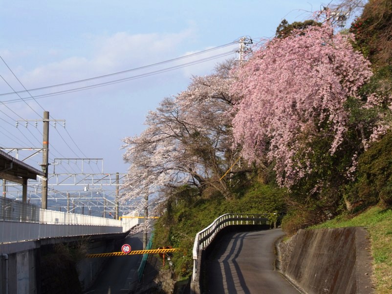 ｊｒ金谷駅界隈の桜 どうすりゃ いいだかしん 金谷駅前通り活性化プロジェクト