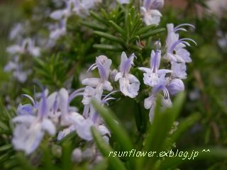 e0040452_2217269.jpg