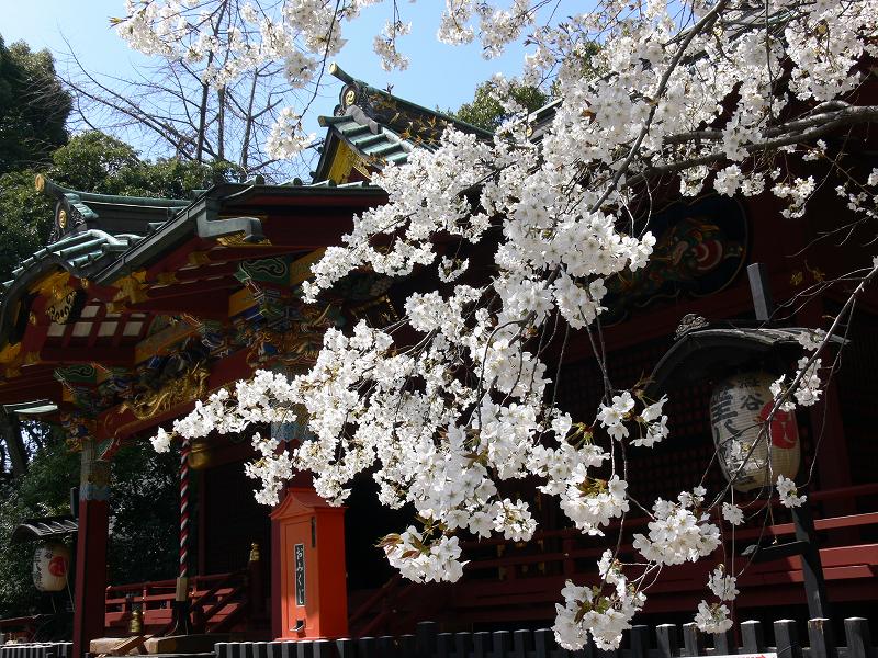 東京の枝垂れ桜探し_c0059854_23115291.jpg