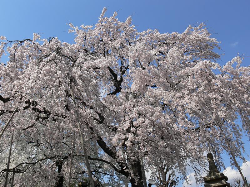 東京の枝垂れ桜探し_c0059854_23123692.jpg