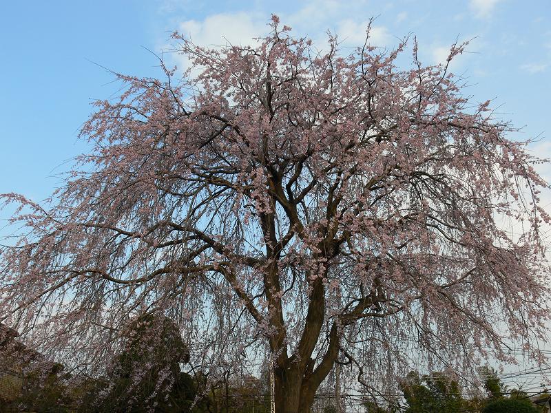 東京の枝垂れ桜探し_c0059854_23134856.jpg