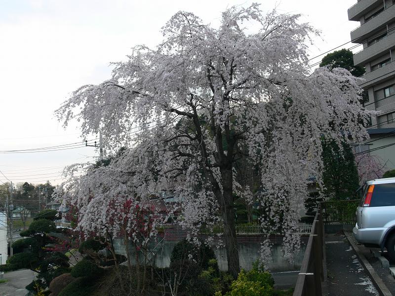 東京の枝垂れ桜探し_c0059854_23142075.jpg