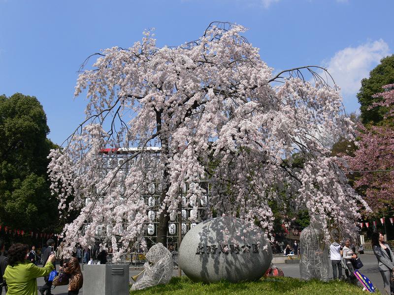 東京の枝垂れ桜探し_c0059854_23182923.jpg