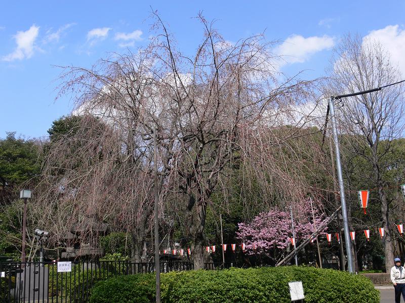 東京の枝垂れ桜探し_c0059854_2319317.jpg