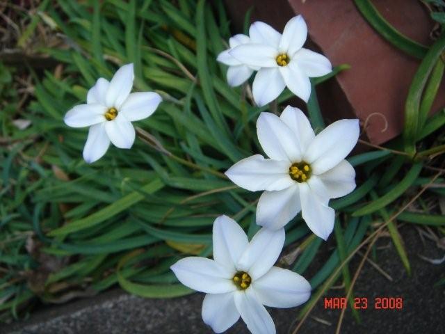 6枚の花びら、7枚の花びら_c0157558_23523614.jpg