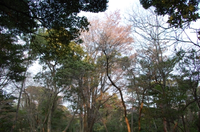 c0108460_2043509.jpg