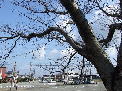 桜って、枯れ木から　いっきに満開なんだ_f0103062_15363150.jpg