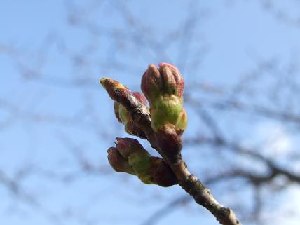 桜って 枯れ木から いっきに満開なんだ 牛柄とおしゃれな食器のキテレツ工房