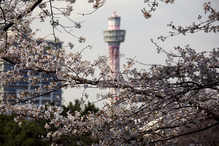 横浜定番の桜（3月27日）_c0057265_2272076.jpg