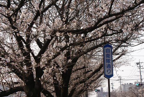 桜が咲いた　　　　　　H20.03.27　晴れ_b0038868_1993746.jpg