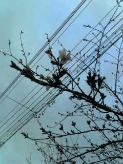 b0121073_5324786.gif