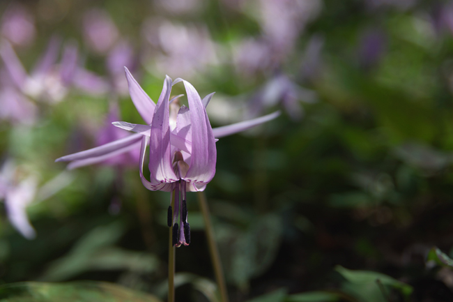 カタクリの花_c0054876_1754957.jpg