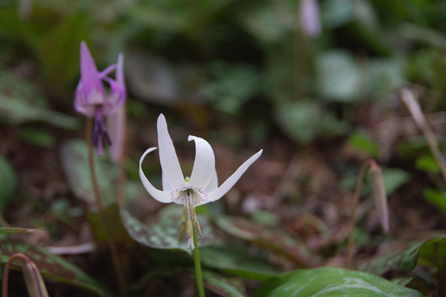 カタクリの花_c0054876_17555060.jpg