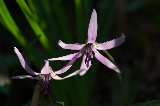 カタクリの花_c0054876_17572749.jpg