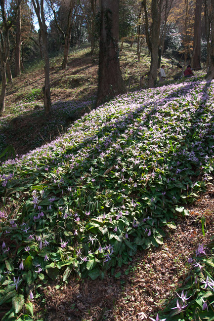 カタクリの花_c0054876_1758326.jpg