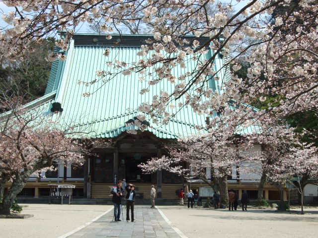 光明寺の桜_c0159184_21544352.jpg