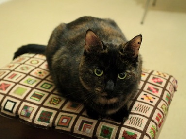 たぬき猫登場 Der Liebling 蚤の市フリークの雑貨手帳 たぬき猫登場 Der Liebling 蚤の市フリークの雑貨手帳