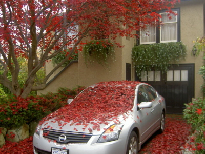 庭の楓の紅葉も終わりました・・_d0129786_8282236.jpg