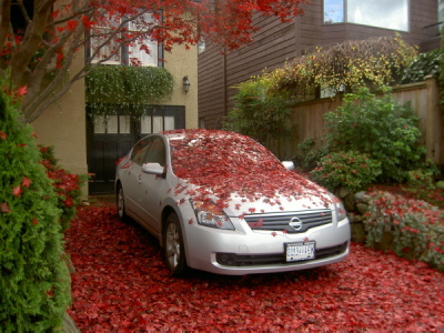庭の楓の紅葉も終わりました・・_d0129786_8284942.jpg