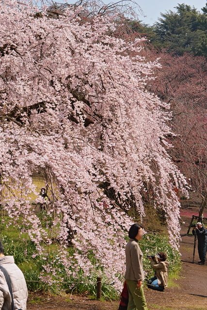 満開のしだれ桜・・・新宿御苑_d0069398_8105441.jpg