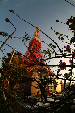 Tokyo Tower_c0117500_1845252.jpg