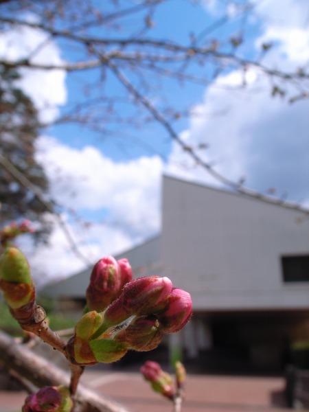 椿の平の花状況　その３_f0138600_23424926.jpg