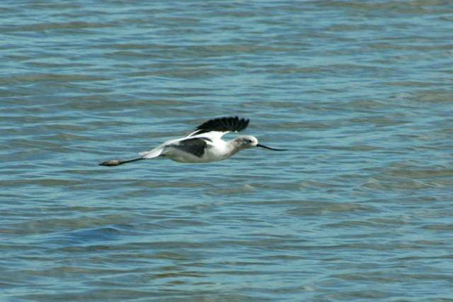 American Avocets　－アメリカソリハシセイタカシギ_d0139709_5333039.jpg