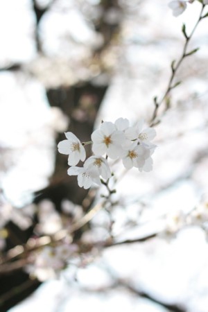 桜_b0113510_23201776.jpg