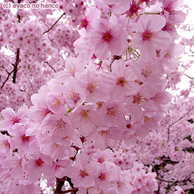 オーダーはんこ・フォト：ダブルコーギーと御苑の桜_f0079110_1717825.jpg