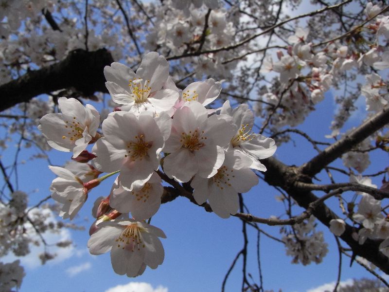 石神井川の桜_a0021214_18555730.jpg