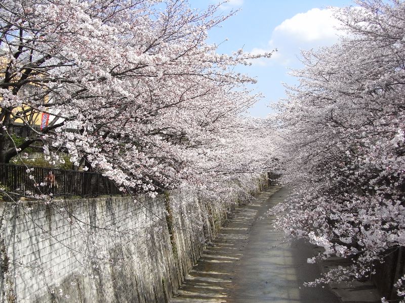 石神井川の桜_a0021214_1855757.jpg