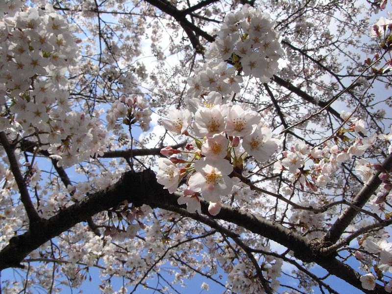 石神井川の桜_a0021214_18561867.jpg