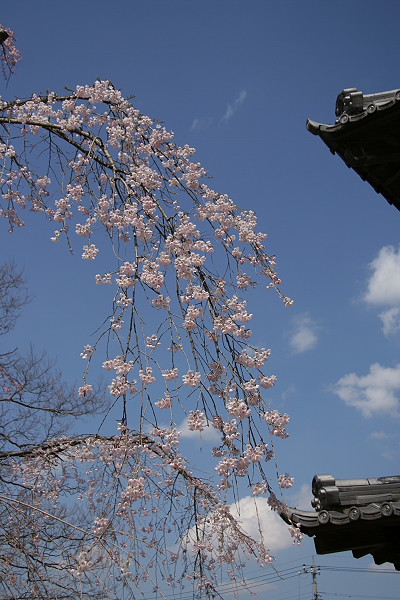 桜　・　さくら_d0026817_3534166.jpg