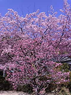 桜満開☆_f0081117_15474737.jpg